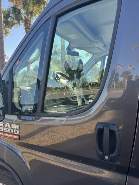 Maggie becoming a van dog